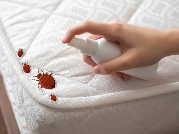 Best Termite Control Services  in Spring Grove, PA